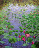 Lotus in Glories